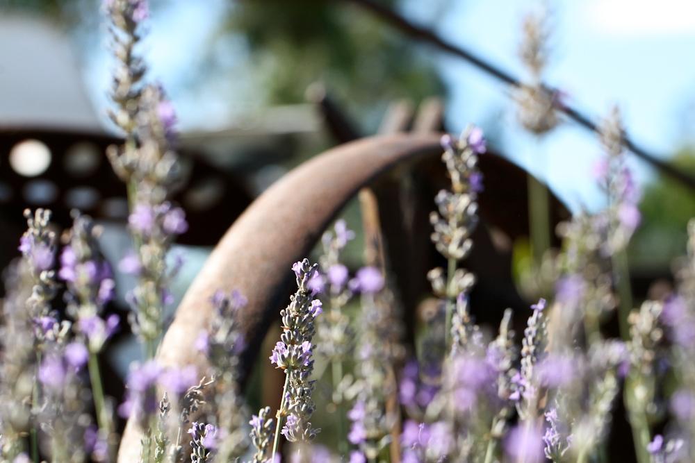 Killarney View Cabins And Caravan Park 部屋 写真